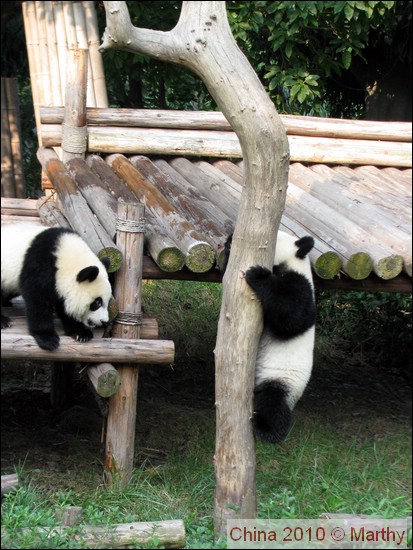 Panda's in Chengdu